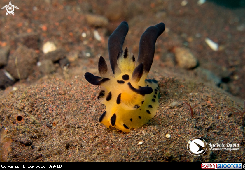 A Pikachu Nudibranch
