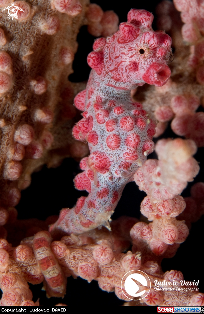 A Pygmy Seahorse