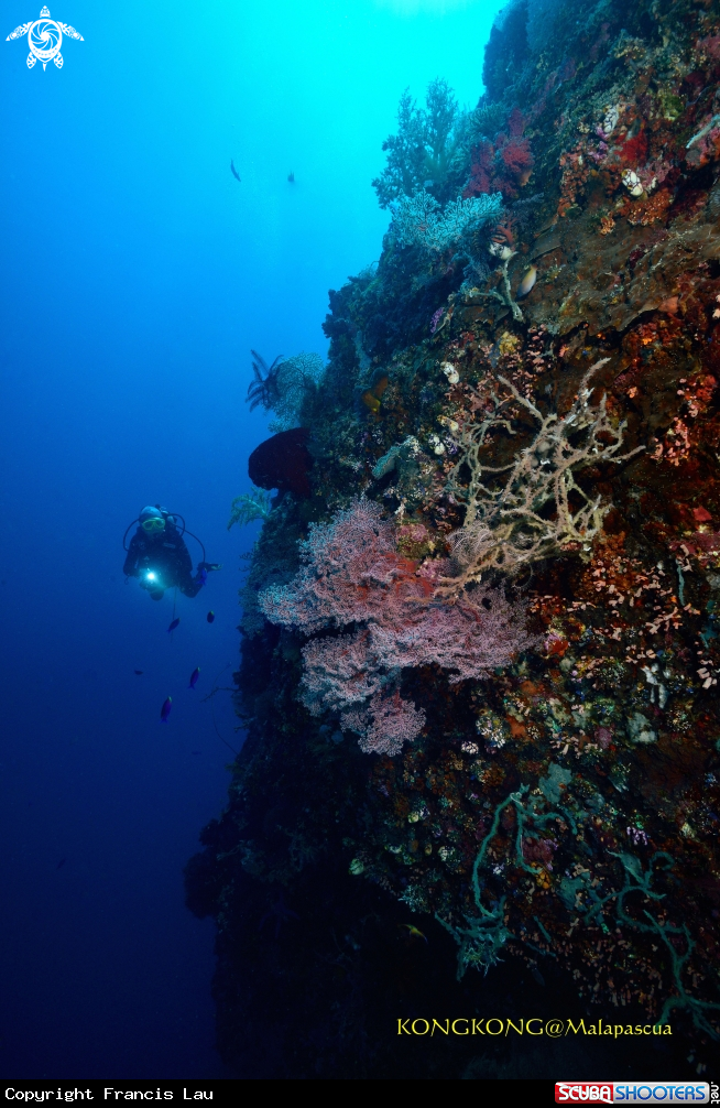 A Seafan