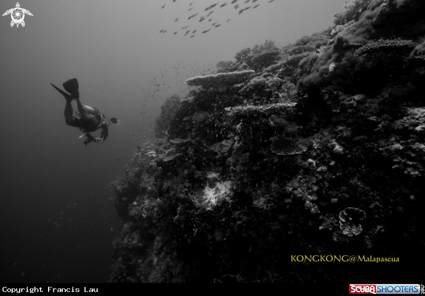 A Coral Reef