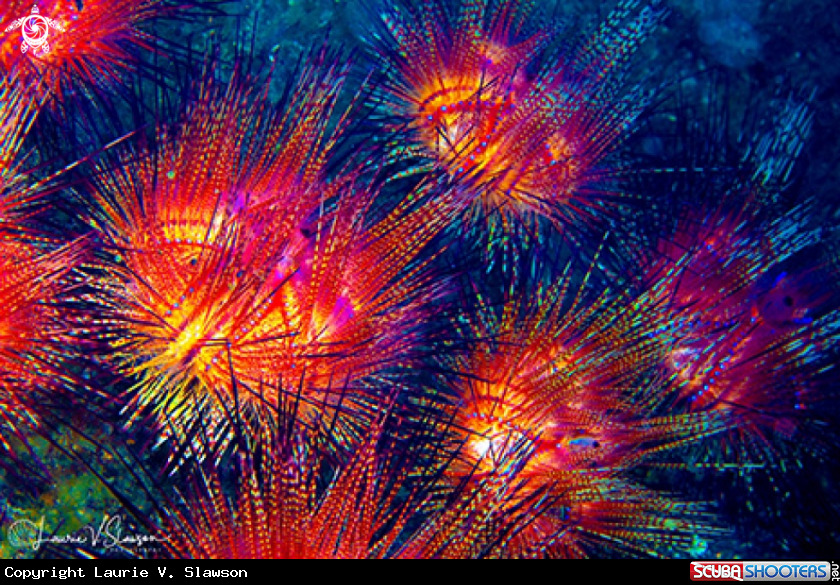 A Fire Urchins