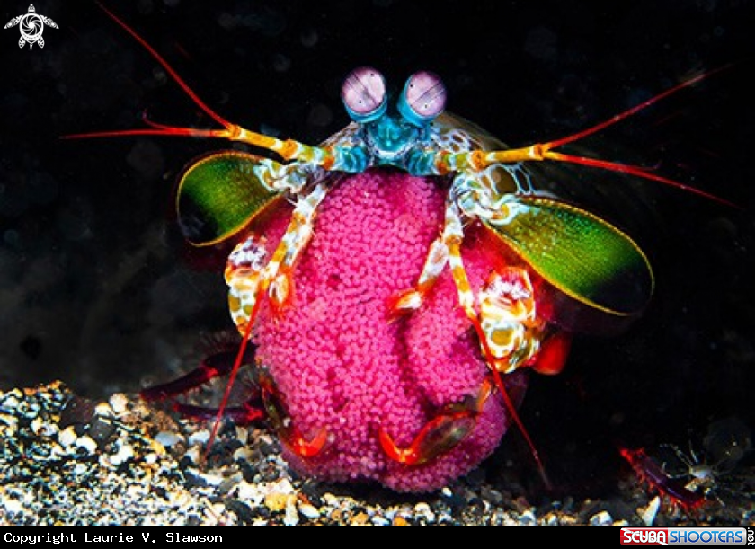 A Peacock Mantis Shrimp
