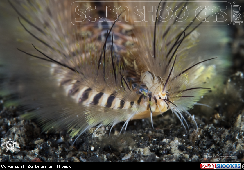 A Fireworm 
