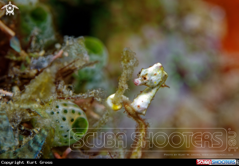 A Pygmy Seahorse