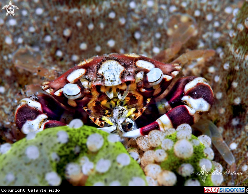 A Harlequin Crab