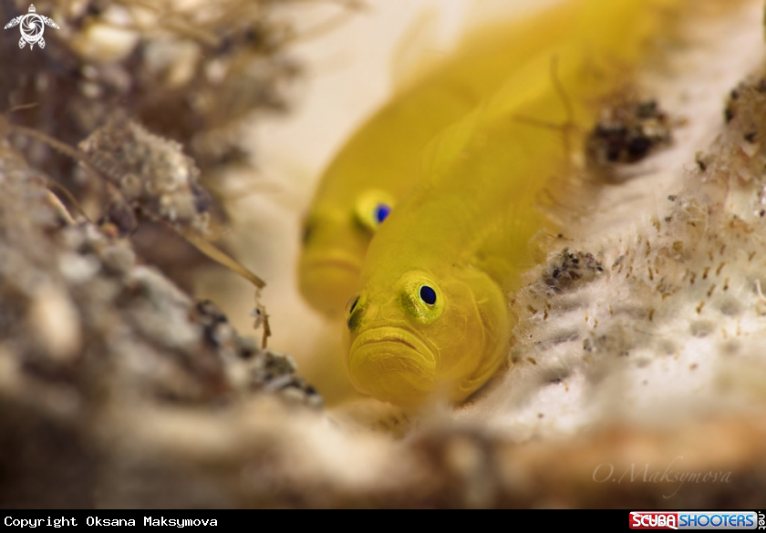 A Lemon gobies  (Lubricogobius exiguus)