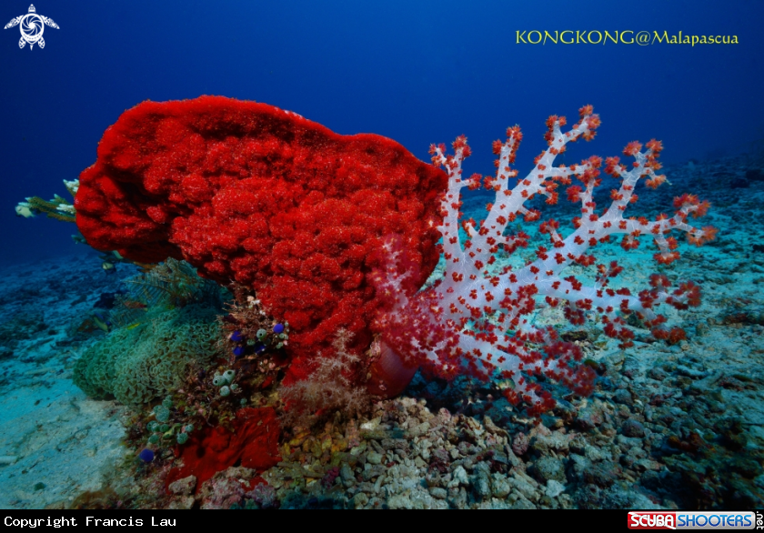 A Soft Coral