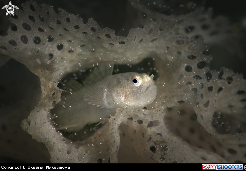 A Bryozoan goby (Sueviota bryozophila) 