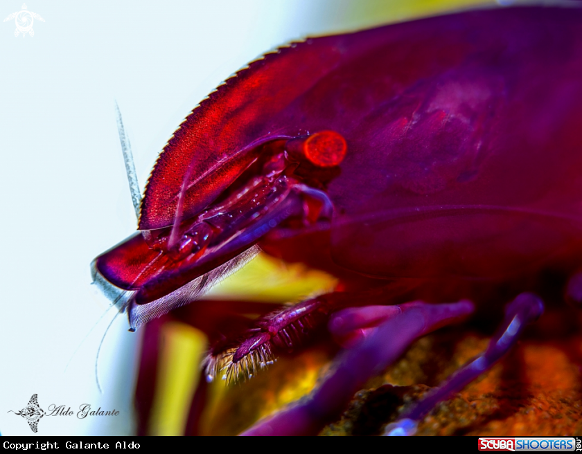 A Emperor Shrimp