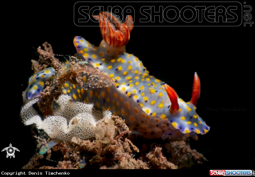A NUDIBRANCH