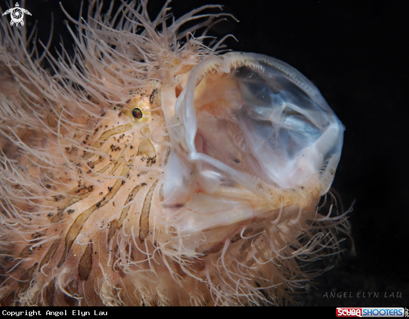 A Hairy Frogfish