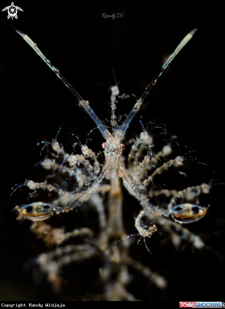 A Skeleton Shrimp