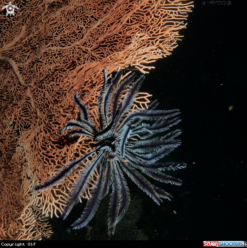 A Leather star and Gorgonian coral
