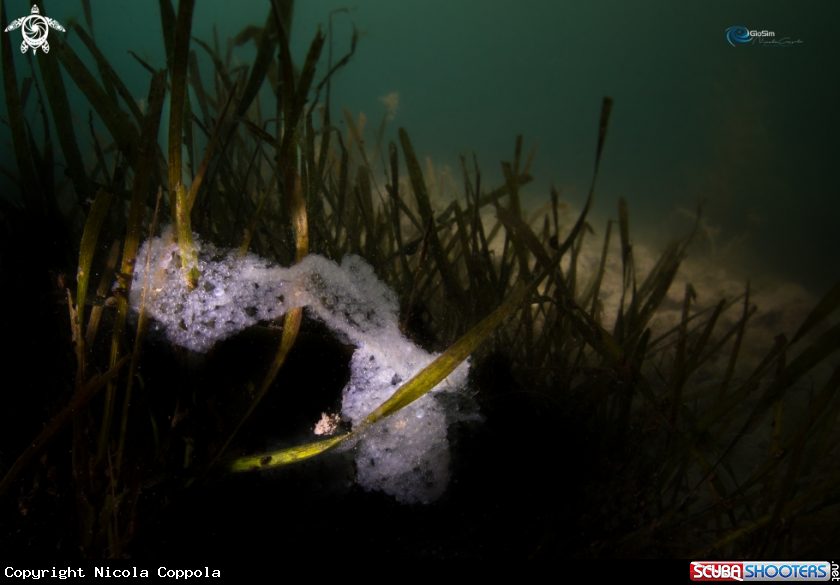 A Perch eggs
