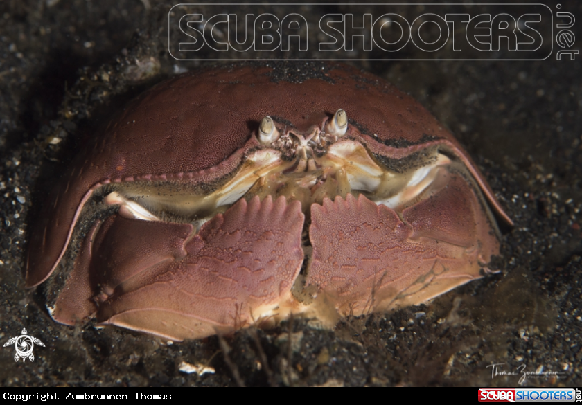 A Crab 