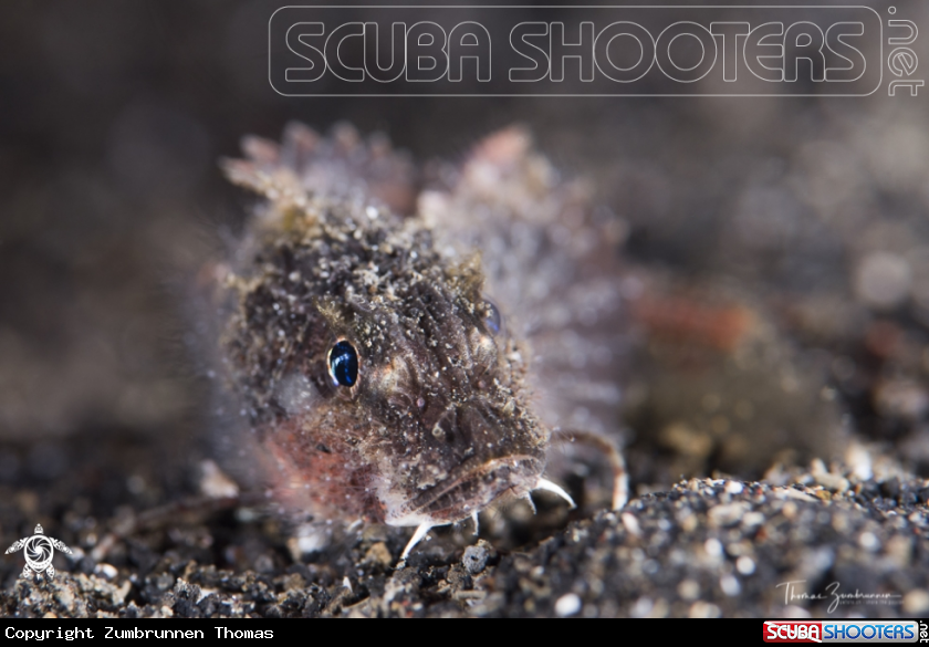A Painted Stingfish 