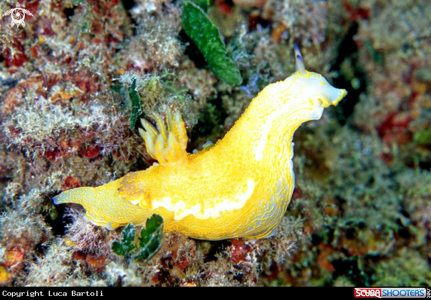 A nudibranch