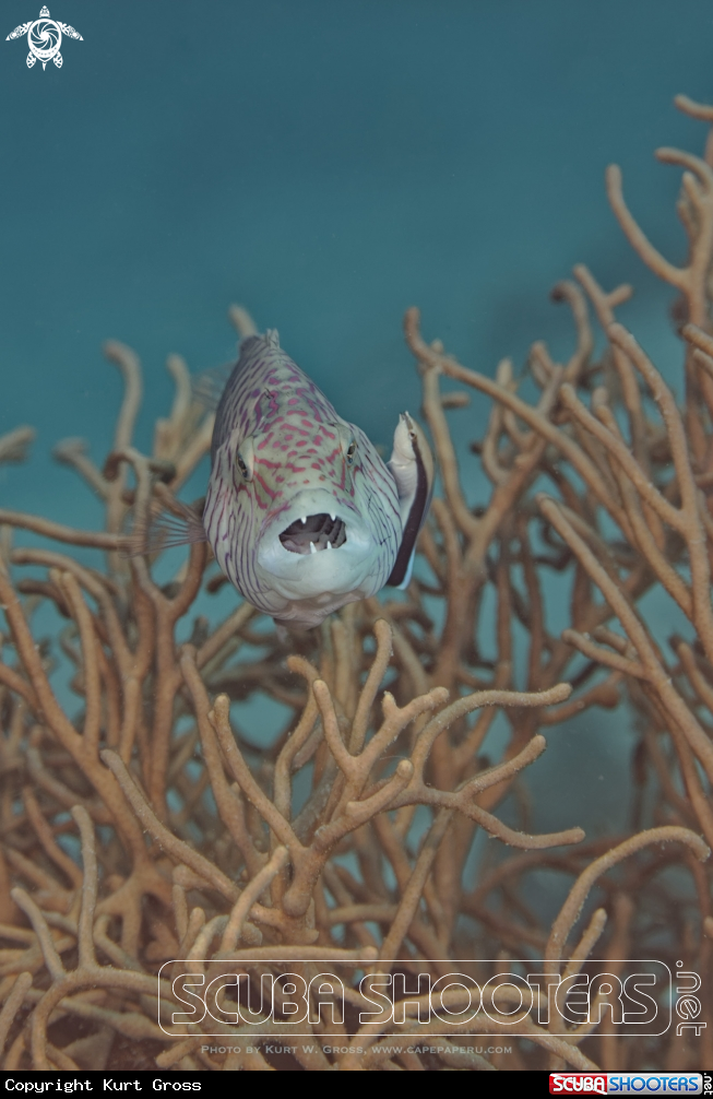 A Linedcheeked Wrasse in cleaning station