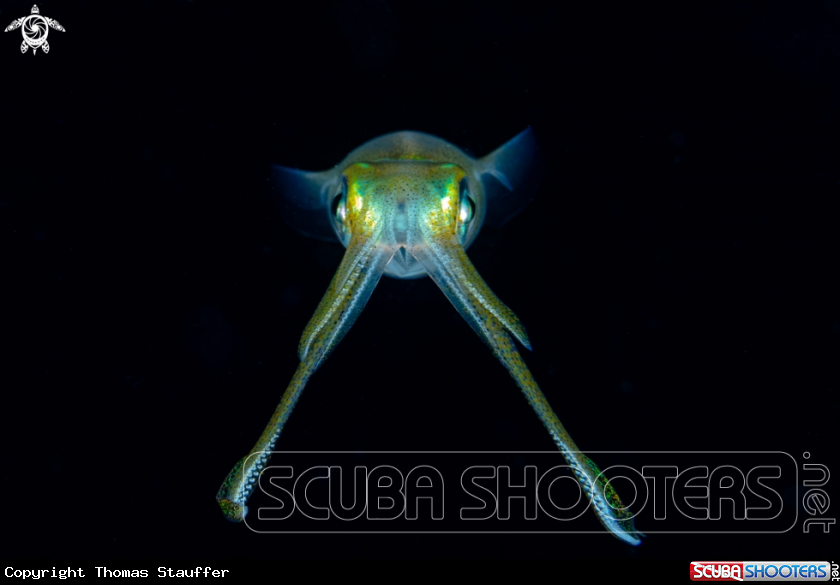 A Bigfin Reef Squid