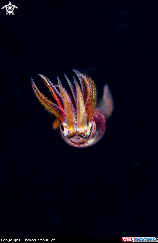 A Purpleback flying squid