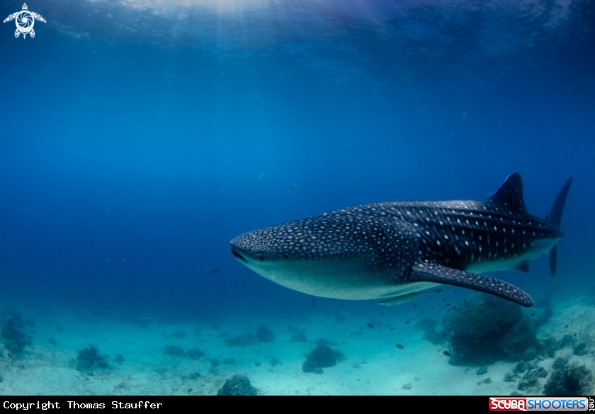 A whale shark