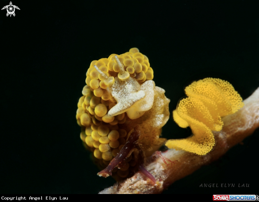 A Doto ussi with eggs