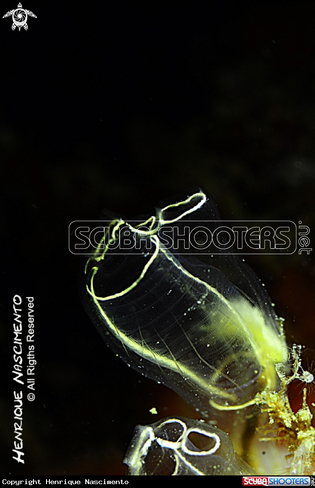 A underwater creature