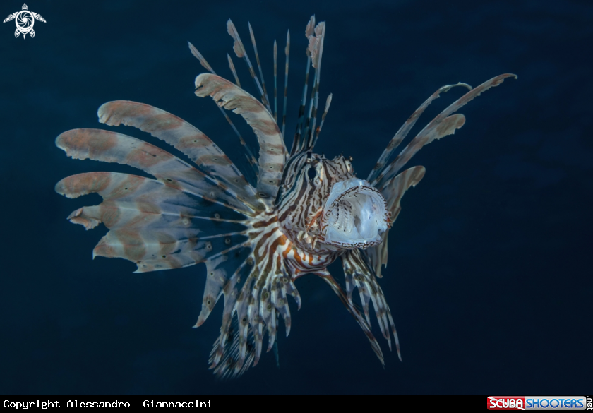 A lionfish