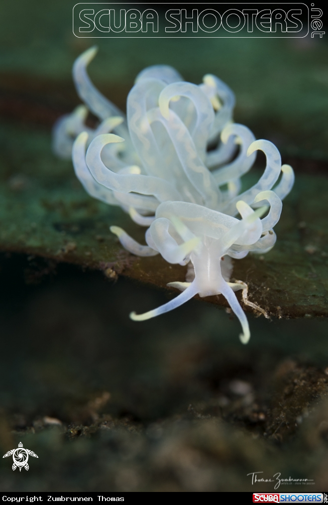 A Nudibranch 