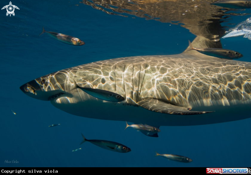 A Great White Shark