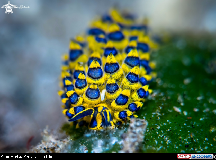 A Costasiella SeaSlug