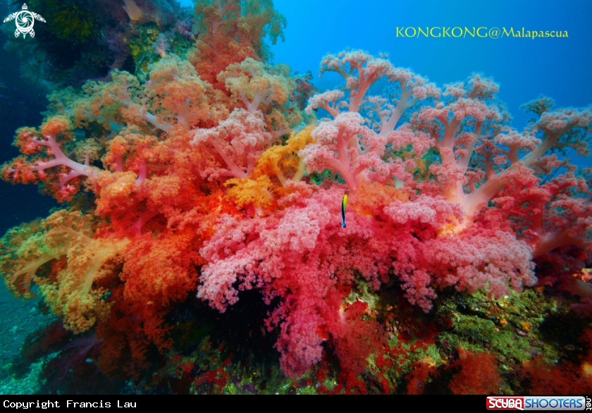 A Soft Coral
