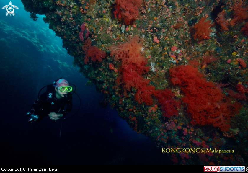 A Coral Reef