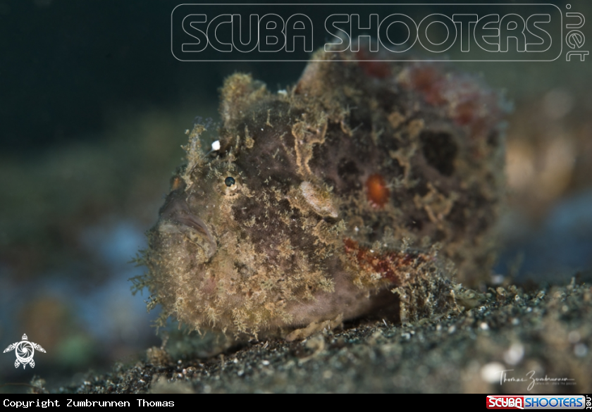 A Frogfish 