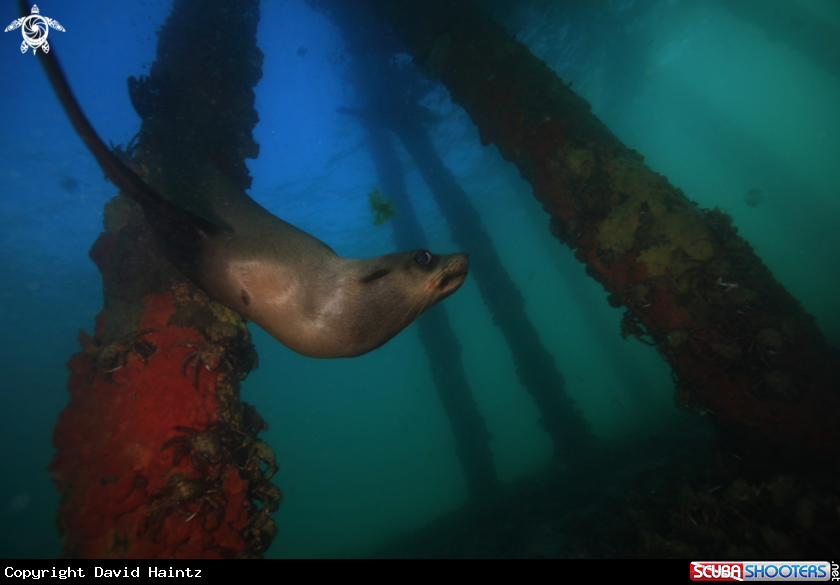 A Australian Fur Seal