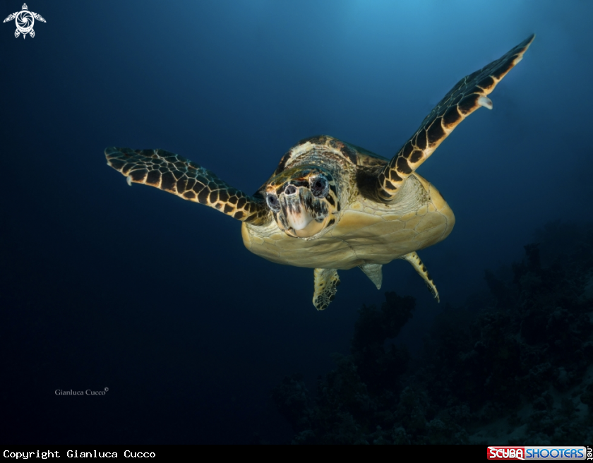 A hawksbill Turtle,Tartaruga Embicata
