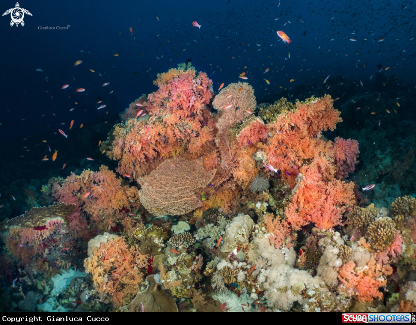 A Coral Reef