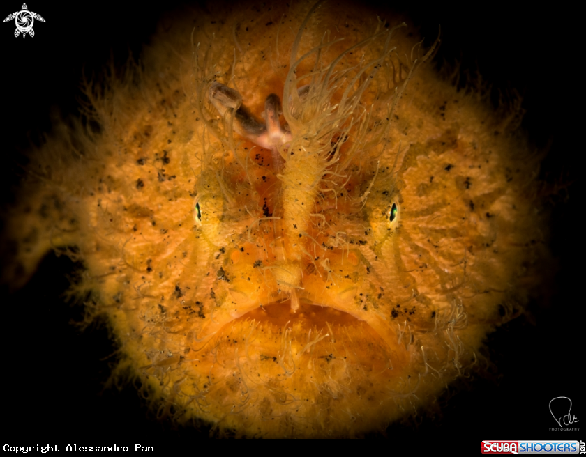 A Hairy Frogfish