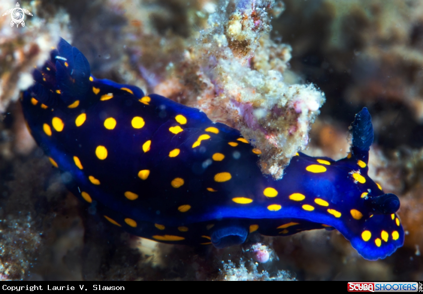 A Felimare californiensis