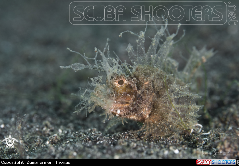 A Ambon Scorpionfish 