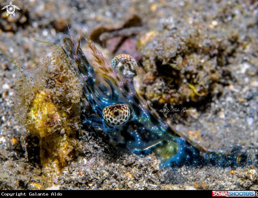 A Shrimp