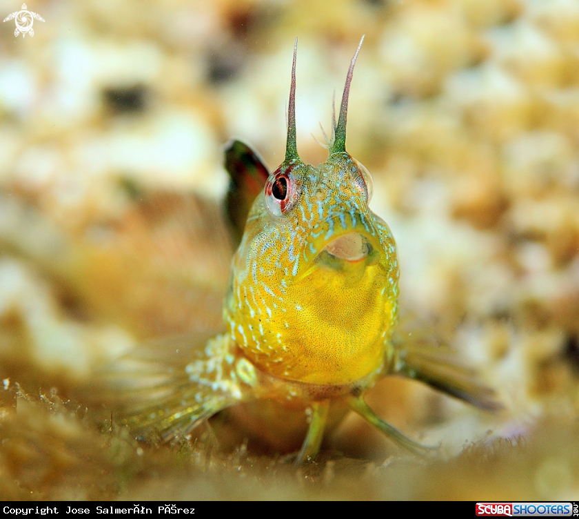 A Incognitus blenny