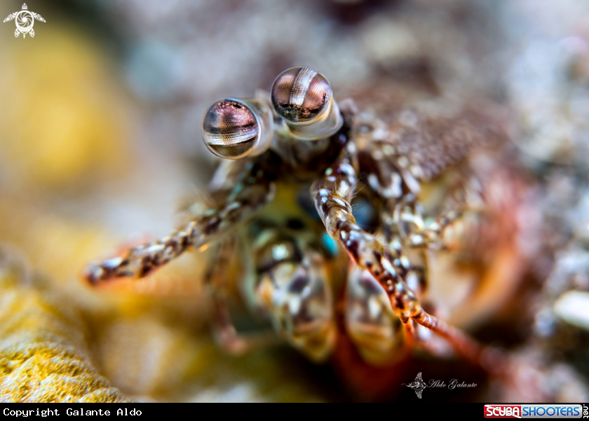 A Mantis Shrimp