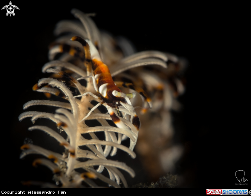 A crinoid shrimp