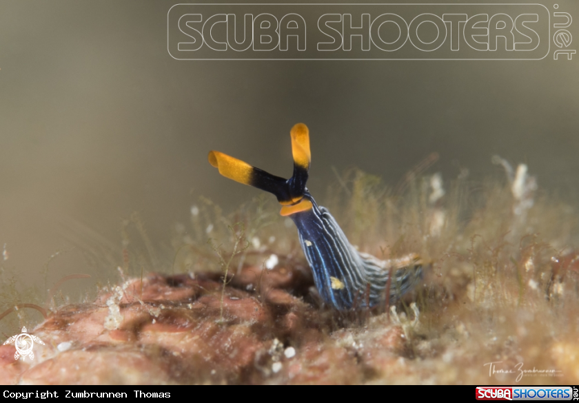 A Nudibranch 