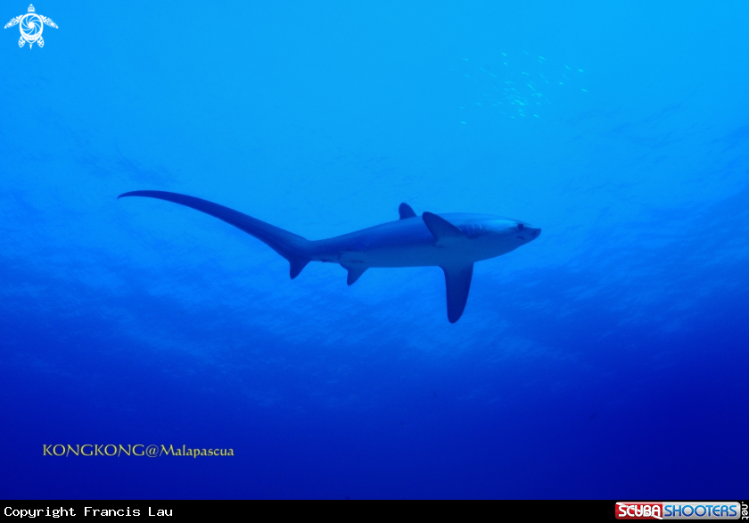 A Thresher Shark