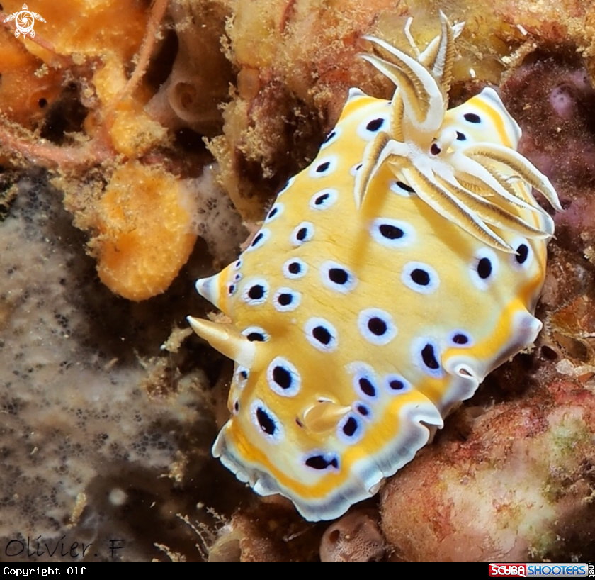 A Goniobranchus geminus 