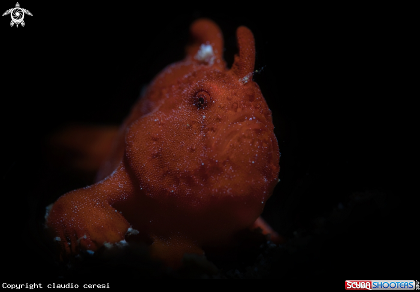 A frogfish