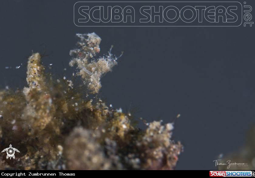 A Hairy Shrimp