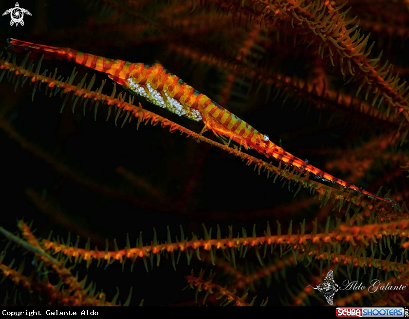 A Sawblade Shrimp